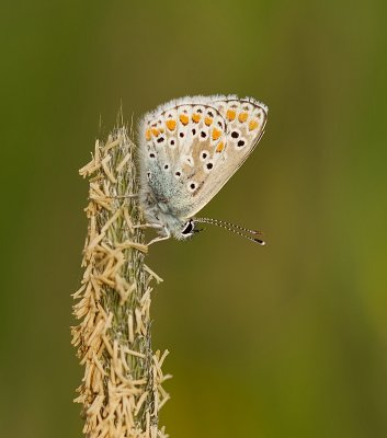 Bruin Blauwtje (Aricia agestis) - Brown Argus