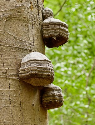 Echte Tonderzwam (Fomes fomentarius)