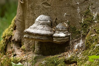 Echte Tonderzwam (Fomes fomentarius)