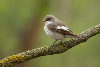 Bonte Vliegenvanger (European Pied Flycatcher)