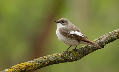Bonte Vliegenvanger (European Pied Flycatcher)
