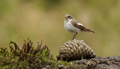 Bonte Vliegenvanger (European Pied Flycatcher)