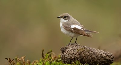 Bonte Vliegenvanger (European Pied Flycatcher)