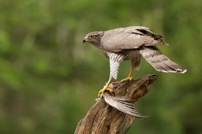 Havik (Northern Goshawk)