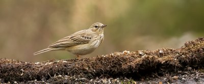 Boompieper (Tree Pipit)