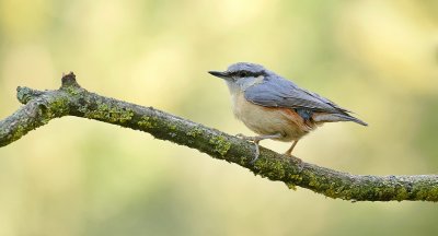 Boomklever (Eurasian Nuthatch)