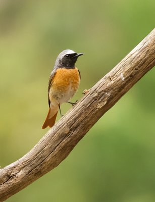 Gekraagde Roodstaart (Common Redstart)