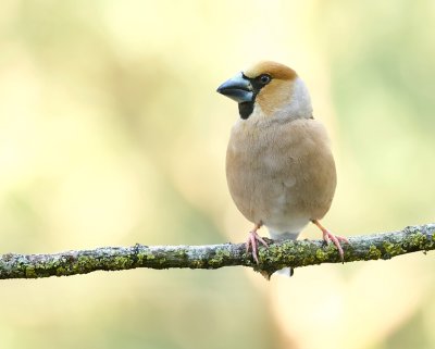 Appelvink (Hawfinch)