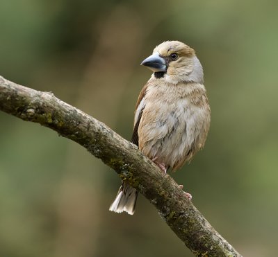 Appelvink (Hawfinch)