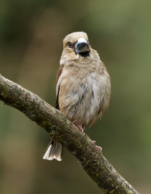 Appelvink (Hawfinch)