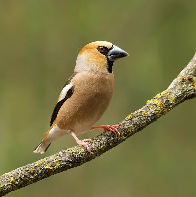 Appelvink (Hawfinch)