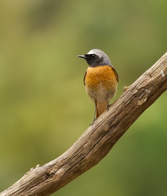 Gekraagde Roodstaart (Common Redstart)