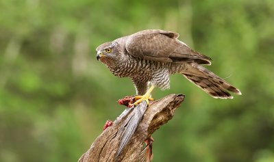 Havik (Northern Goshawk)