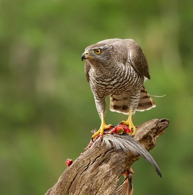 Havik (Northern Goshawk)