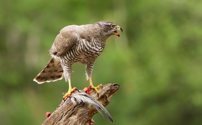 Havik (Northern Goshawk)