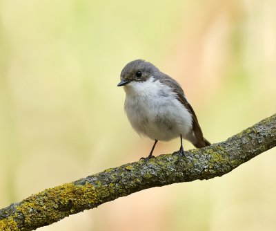 Bonte Vliegenvanger (European Pied Flycatcher)