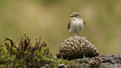 Bonte Vliegenvanger (European Pied Flycatcher)