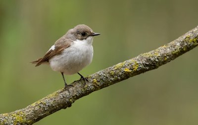 Bonte Vliegenvanger (European Pied Flycatcher)