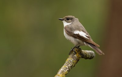 Bonte Vliegenvanger (European Pied Flycatcher)