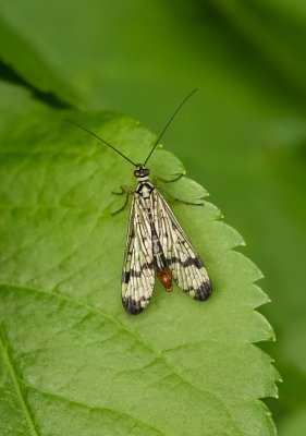 Gewone Schorpioenvlieg (Panorpa communis) - Common Scorpionfly