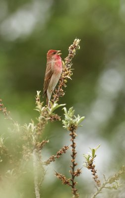 Roodmus (Common Rosefinch)