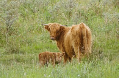 Schotse Hooglander (Highland Cattle)