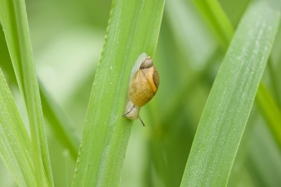 Barnsteenslak (Succinea putris)