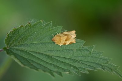 Reuzenbladroller (Choristoneura hebenstreitella) - Mountain-ash tortricid