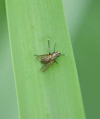 Bloemvlieg sp. (Anthomyiidae sp.) - Muscoidea fly