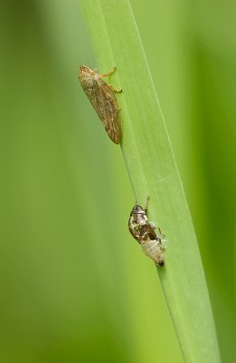 Aphrophora alni (European alder spittle bug)