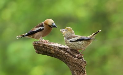 Appelvink (Hawfinch)