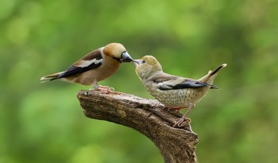 Appelvink (Hawfinch)