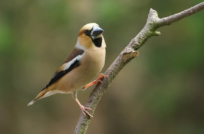 Appelvink (Hawfinch)