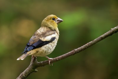 Appelvink (Hawfinch)