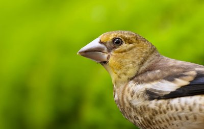 Appelvink (Hawfinch)