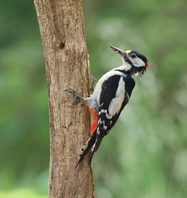 Grote Bonte Specht (Great Spotted Woodpecker)