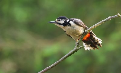 Grote Bonte Specht (Great Spotted Woodpecker)