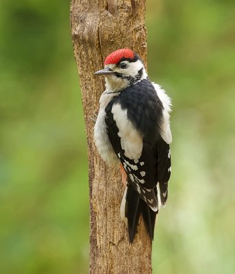 Grote Bonte Specht (Great Spotted Woodpecker)