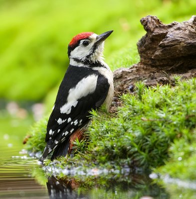 Grote Bonte Specht (Great Spotted Woodpecker)