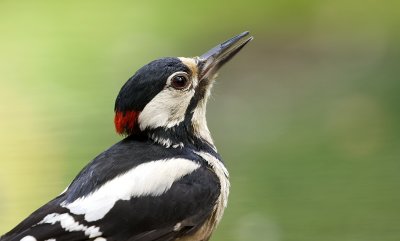 Grote Bonte Specht (Great Spotted Woodpecker)