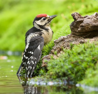 Grote Bonte Specht (Great Spotted Woodpecker)