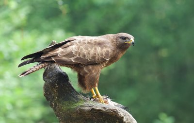 Buizerd (Common Buzzard)