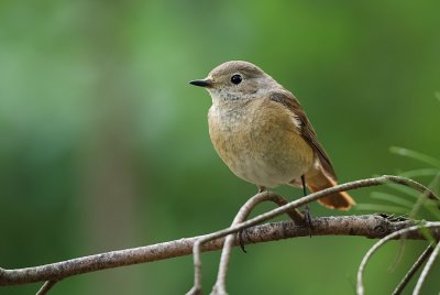 Gekraagde Roodstaart (Common Redstart)