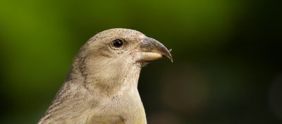Kruisbek (Red Crossbill)