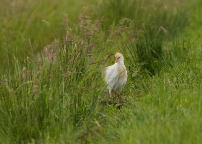 Koereiger (Western Cattle Egret)
