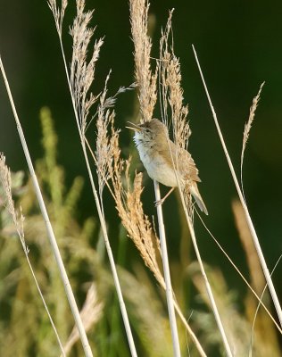 Struikrietzanger (Blyth's Reed Warbler)
