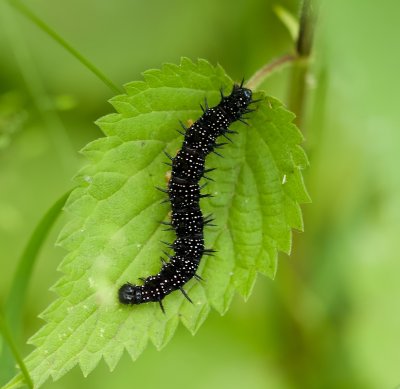 Rupsen (Caterpillars)