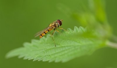 Snorzweefvlieg (Episyrphus balteatus) - Marmalade Hoverfly