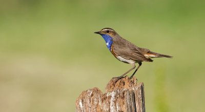Blauwborst (Bluethroat)