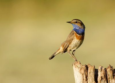 Blauwborst (Bluethroat)
